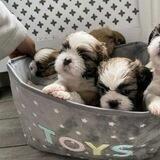 Adorable puppies for sale ✈️