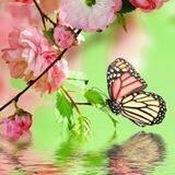 🦋عَالم الفَرَاشَات🦋