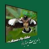 مرغ میــــــنا