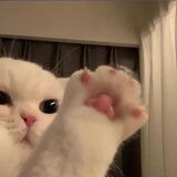 neko site..♡︎
