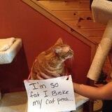 Legal Cat Advice