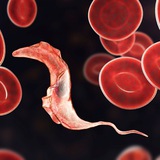 Parasites Meet Cells 🪱