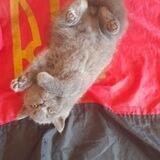 Мої улюблені котики