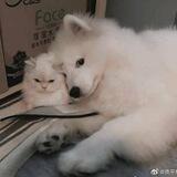 comfortable house