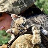 🇺🇦✙ЗСУ і котики🐈