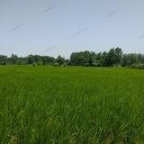 🌱∫دوباره سبز خواهیم شد∫🌱