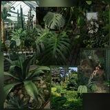 BataNica 🍀🍂(PlaNtS🪴)