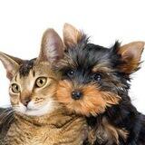 Животные Мариуполя🐈‍⬛️ Восточный.