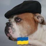 Чат: "Хвостаті та чотирилапі Друзі. Україна! Нікополь!" animals Ukraine. Nikopol. Chat