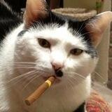антистресс коты
