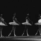 Swan lake