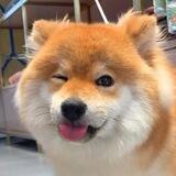 俊QQim