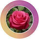 Саженцы Роз,растения,ОКС,цветы🌹😍