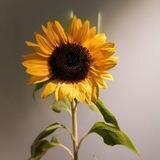 نسمَـةٌ |🌻.