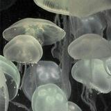 море медуз