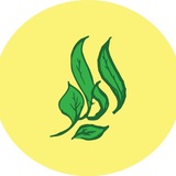 ایلو