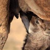 سهاريه رايقه