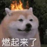 妙妙屋通知频道