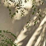 ضوء