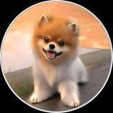 Jiffpom Official