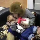 семейство мавп
