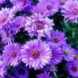 البنفسج 💜