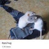 Katalog