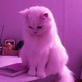 💗𝐜𝐮𝐭𝐞 𝐤𝐢𝐭𝐭𝐲💗