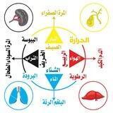 علوم الطب والحكمة الإلهية في الطب الإسلامي
