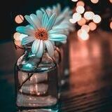 صحبة القرآن🌹