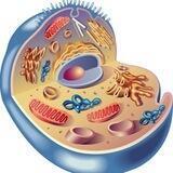 Biology _ Pre8 _ HAKEEM & A+