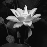 LOTUS SILVER 🪷 Украшения и не только