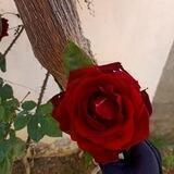 سلفية المنهج 🍂🌸