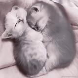 ･ ₊ . ♡﹢ . † ‧ + ˚ ･˚ ･