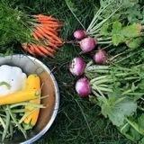 Gardening & Cooking Chat