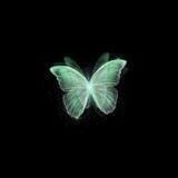 butterfly family.