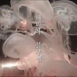 해파리 블루벨 !¡ ʙᴇʟʟᴊᴇʟʟʏғɪsʜ