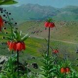 دیاری سروشتی ساراڵ