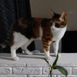 Кошачьи науки