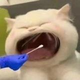 肆神直装