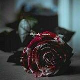 ♡.bloody love.♡