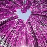 ♡AŞKA DAİR HERŞEY♡