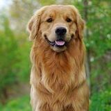 Golden Retriever Token Portal