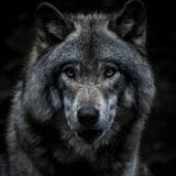 Wolfys calls