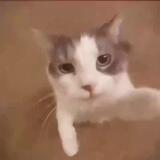 ㅤㅤ.........🐈
