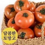 크립_토망고