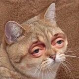 TUCHA Chat