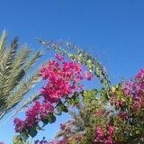 💝 Theresias Lichtimpulse 🌺