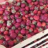 Клубника и фрукты из Киргизии 2022 в Томске🍓