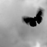 Butterfly garden